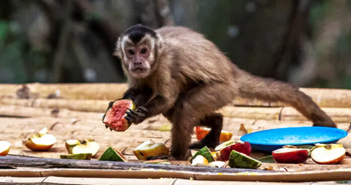 monkeypox-people-killing-monkeys