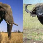 African Elephant and Cape Buffalo