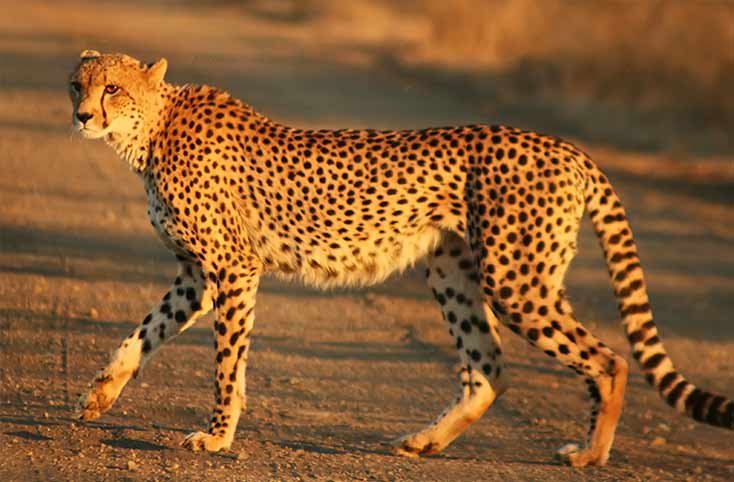 Cheetah is the fastest animal in the world