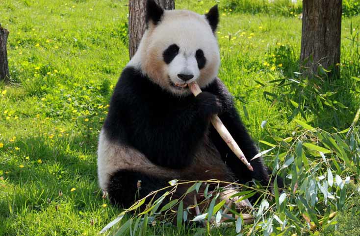 Animals like Panda are in Endangered