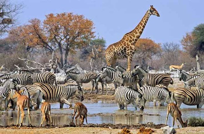 The wild African Animals are magnificent creatures. Thousands of tourists visit Africa every year to see them.