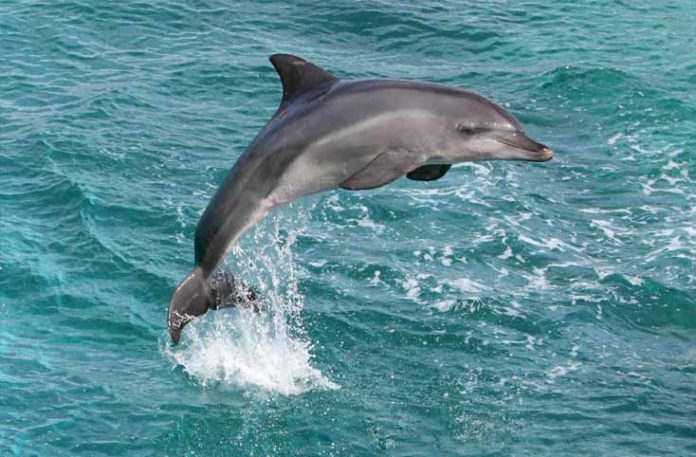 amazing Dolphin and fun facts about animals for kids.