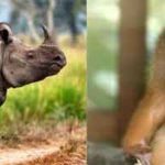 The-Javan-Rhino-and-wooly-sppider-monkey