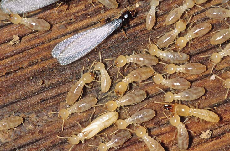 termite are vexing to say the least
