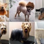 Dogs-haircuts