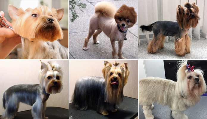 Home Grooming and More for Pet Groomers
