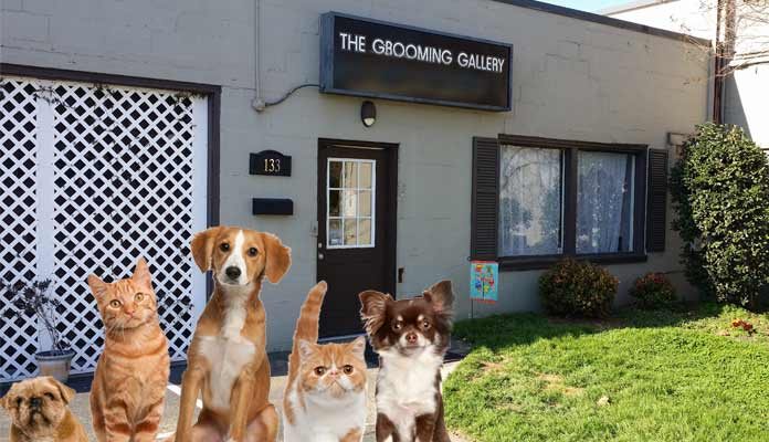 Home Grooming and More for Pet Groomers