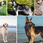 Dog-Breeds-List