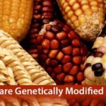 Genetically-Modified-Foods Image 1