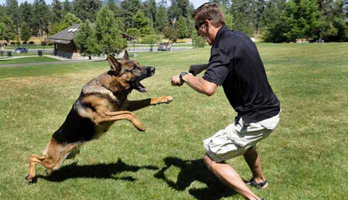 How to Train a German Shepherd Dog?