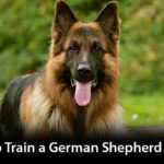 How-to-Train-a-German-Shepherd-Dog