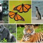 Rare-Animals’-Extinction-List-with-Different-Species