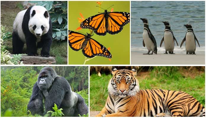 Rare Animals Extinction List with Different Species
