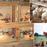 How-to-Start-Poultry-Farming