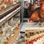 How-to-Start-Poultry-Farming-Project