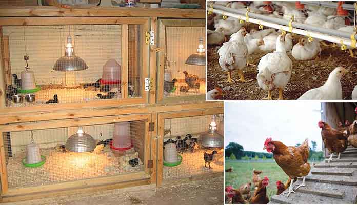 How to Start Poultry Farming Project