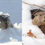 All-You-Need-to-Know-About-Groundhog-Day2018