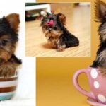yorkshire-terrier-puppies-teacup-yorkiepuppies