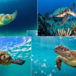 Facts-about-Sea-Turtles