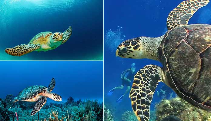 Sea Turtle Facts
