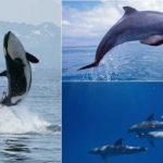 Interesting-Facts-about-Dolphins-Intelligence-and-Habitat