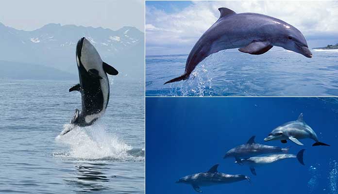 Interesting Facts About Dolphins