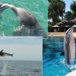 Interesting-Facts-about-Dolphins-Intelligence-andHabitat