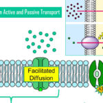 difference-between-active-and-passive-transport