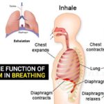 Diaphragm-in-Breathing