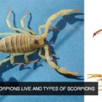 where-do-scorpions-live-and-types-of-scorpions