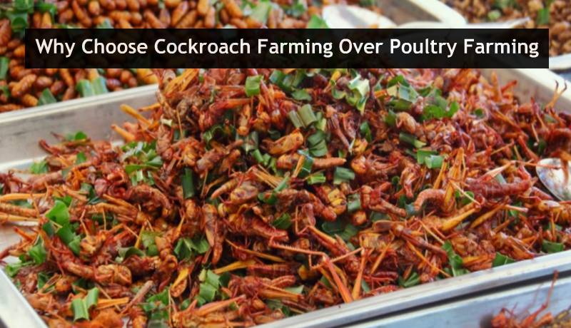 Cockroach Farming
