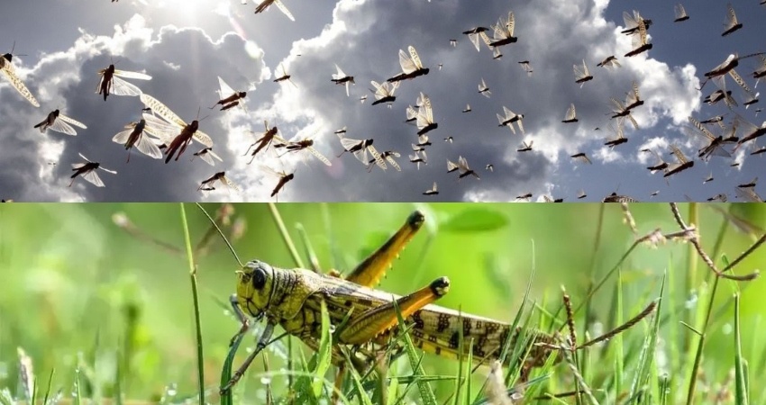 Locusts Attack in India and Pakistan