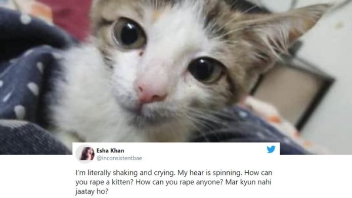 Kitten Rape Case Pakistan