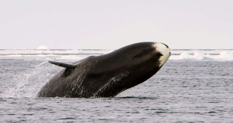 bowhead-whales-curing-cancer