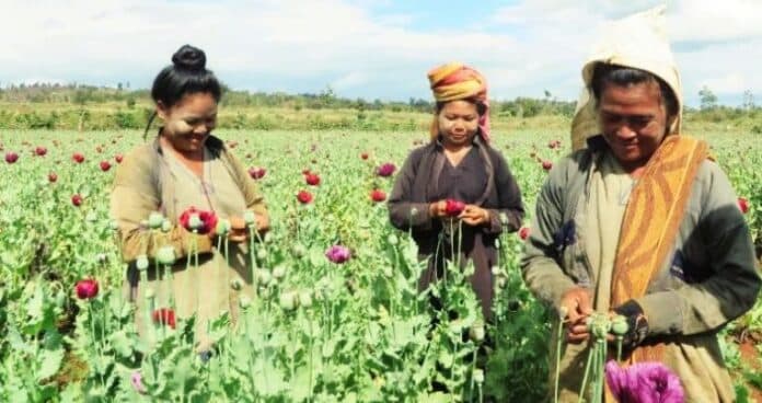 myanmar-afghanistan-opium-production